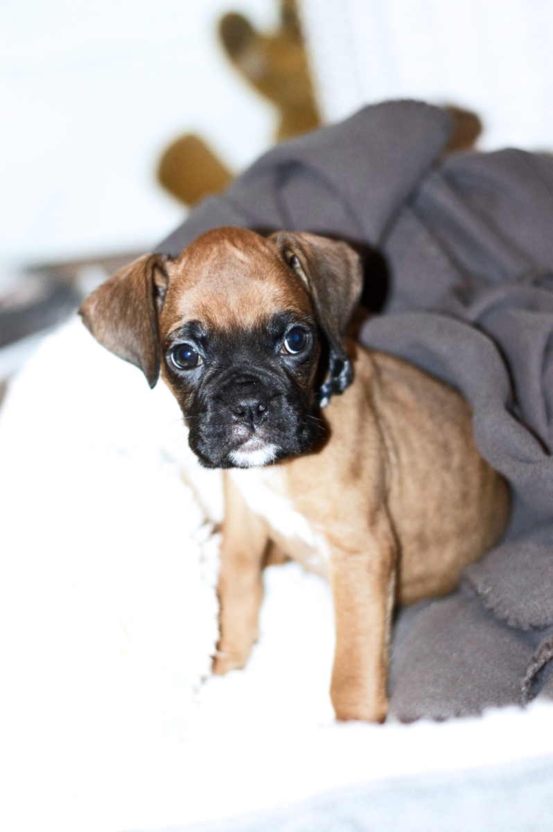 Say Hi To Our Boxer Puppy Koko